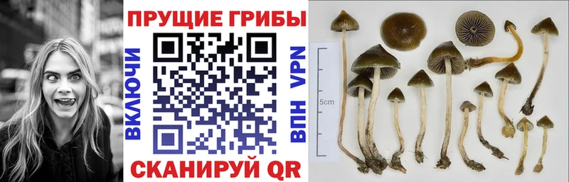 даркнет сайт  Чистополь  Галлюциногенные грибы Magic Shrooms 